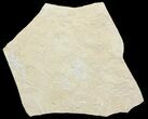 Eight Jurassic Brittle Stars (Sinosura) On Limestone - Solnhofen #71858-1